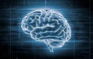 Ilustración en 3D del cerebro humano. Crédito: Shutterstock