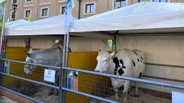Los animales en la Plaza Pío XII junto a la Plaza de San Pedro en el Vaticano. Crédito: Vatican Media.